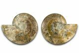 Large Cut & Polished Ammonite Fossil - Deep Crystal Pockets #382612-1